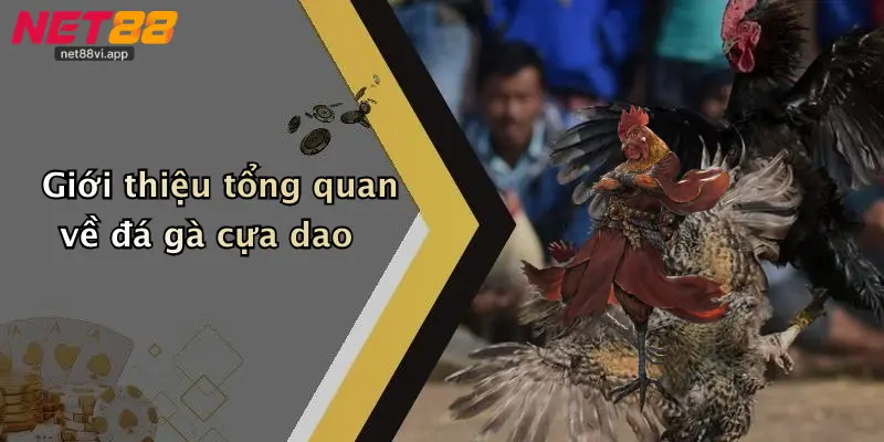 Đá Gà Cựa Dao 2 Giới thiệu tổng quan về đá gà cựa dao