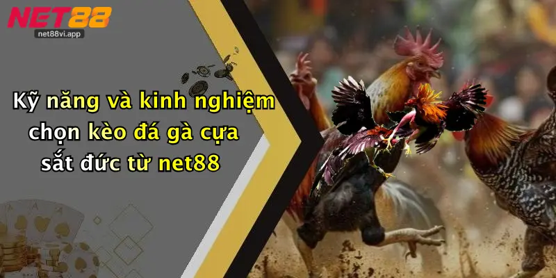 Đá Gà Cựa Sắt 3 Kỹ năng và kinh nghiệm chọn kèo đá gà cựa sắt đức từ net88
